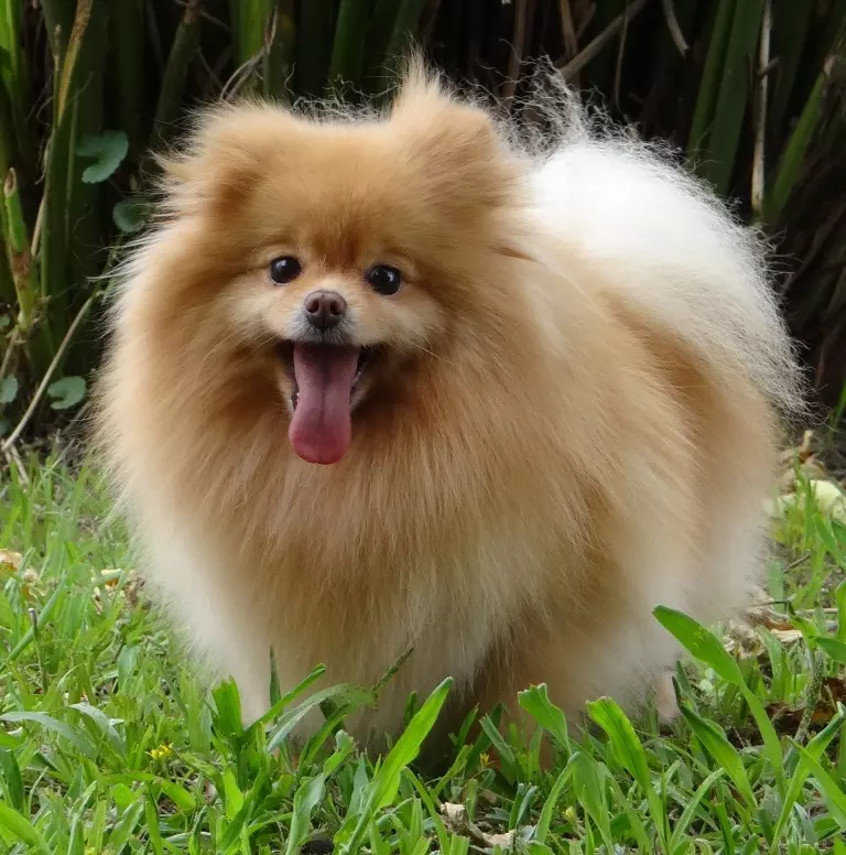 Spitz Alemão